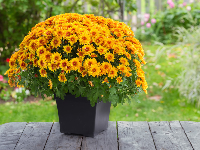 Theo y học cổ truyền, cúc hoa trắng có tác dụng tán phong thanh nhiệt, bình can, minh mục, giải sang độc. Cúc hoa vàng vị đắng cay, tính ôn, có tác dụng thanh nhiệt giải độc, minh mục, hạ áp. Cả hai thường được sử dụng để chữa các chứng cảm lạnh, sốt, chóng mặt, nhức đầu, đau mắt đỏ, chảy nhiều nước mắt, mờ mắt, huyết áp cao, đinh độc, mụn nhọt sưng đau. Uống lâu ngày lợi huyết, có tác dụng về nội tiết làm trẻ lâu. Ảnh minh họa