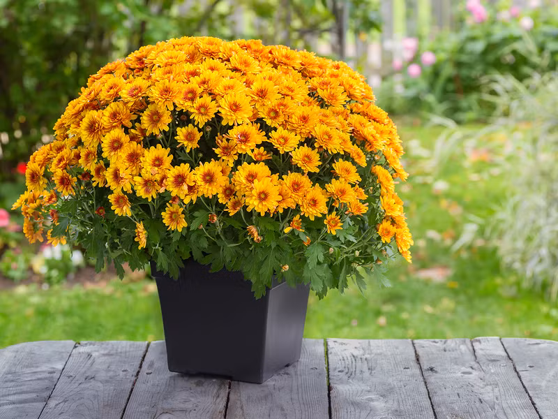 Theo y học cổ truyền, cúc hoa trắng có tác dụng tán phong thanh nhiệt, bình can, minh mục, giải sang độc. Cúc hoa vàng vị đắng cay, tính ôn, có tác dụng thanh nhiệt giải độc, minh mục, hạ áp. Cả hai thường được sử dụng để chữa các chứng cảm lạnh, sốt, chóng mặt, nhức đầu, đau mắt đỏ, chảy nhiều nước mắt, mờ mắt, huyết áp cao, đinh độc, mụn nhọt sưng đau. Uống lâu ngày lợi huyết, có tác dụng về nội tiết làm trẻ lâu. Ảnh minh họa