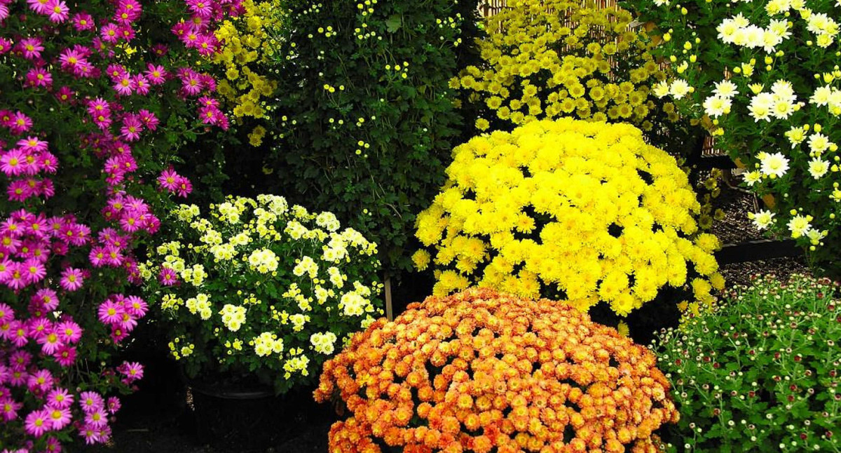  Hoa cúc là loài hoa tượng trưng cho phẩm chất cao đẹp, trường thọ, phúc lộc và niềm an vui. Do đó, cứ mỗi dịp Tết, người ta thường đặt những chậu cúc xinh tươi trước cổng và thềm nhà với mong muốn một năm mới dồi dào sức khỏe, tăng thêm phúc lộc.