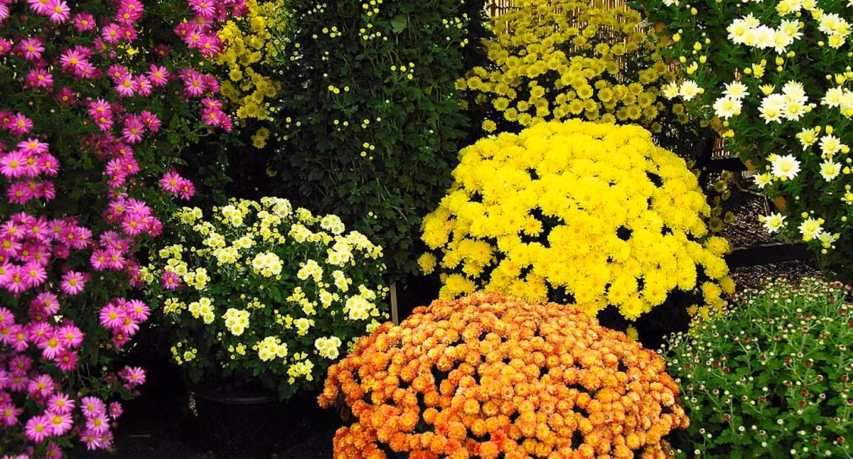  Hoa cúc là loài hoa tượng trưng cho phẩm chất cao đẹp, trường thọ, phúc lộc và niềm an vui. Do đó, cứ mỗi dịp Tết, người ta thường đặt những chậu cúc xinh tươi trước cổng và thềm nhà với mong muốn một năm mới dồi dào sức khỏe, tăng thêm phúc lộc.