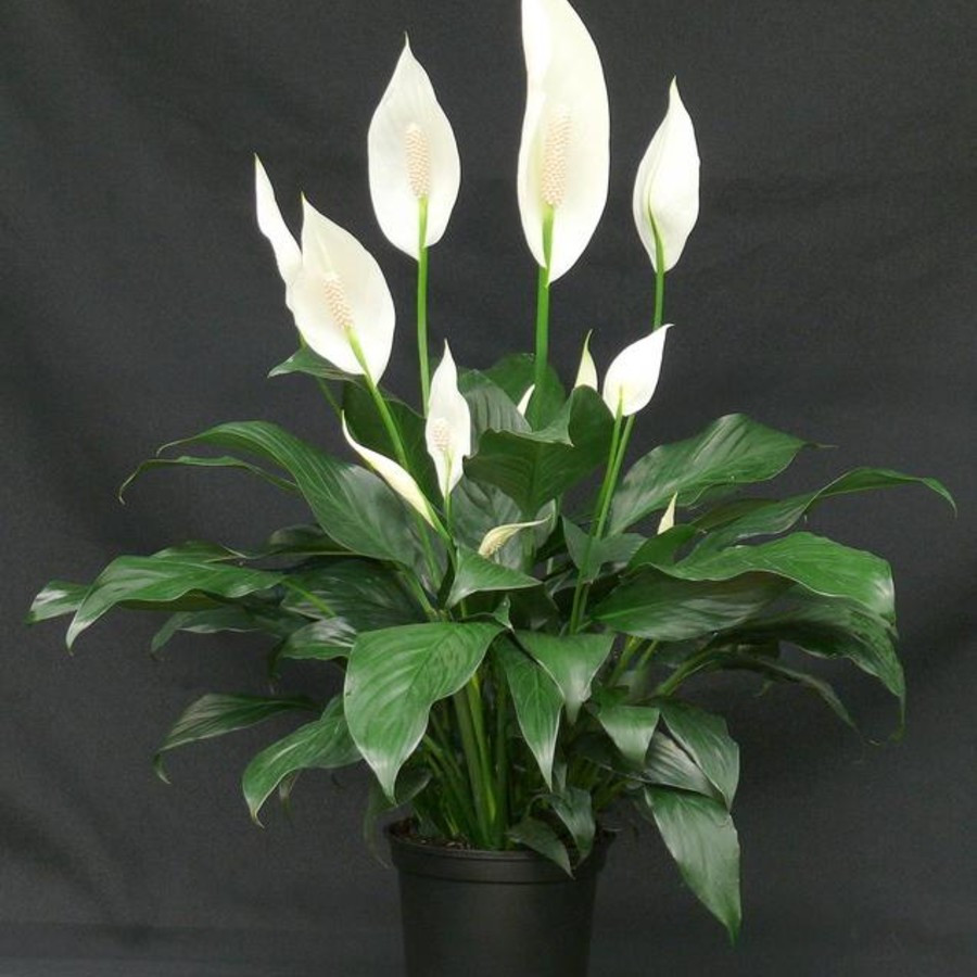 Cây hoa lan ý: Loài cây hoa này đứng danh sách các loài cây có tác dụng lọc sạch không khí của cơ quan vũ trụ Mỹ (NASA và cũng là loại hoa Tết được yêu thích. Theo đó hoa lan ý không chỉ giúp hấp thụ formaldehyde, benzen và trichloroethylene, nó còn hấp thụ cả xylene và toluene - hóa chất tìm thấy trong dầu hỏa. Ảnh minh họa