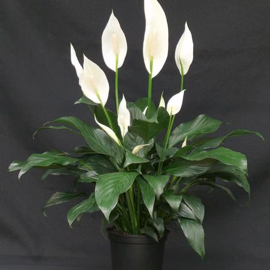 Cây hoa lan ý: Loài cây hoa này đứng danh sách các loài cây có tác dụng lọc sạch không khí của cơ quan vũ trụ Mỹ (NASA và cũng là loại hoa Tết được yêu thích. Theo đó hoa lan ý không chỉ giúp hấp thụ formaldehyde, benzen và trichloroethylene, nó còn hấp thụ cả xylene và toluene - hóa chất tìm thấy trong dầu hỏa. Ảnh minh họa