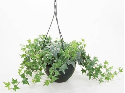  Cây thường xuân: Là một dược liệu quý, được nhắc đến nhiều trong các sản phẩm trị ho, và có nhiều công dụng khác như kháng viêm, chống oxy hóa, giải độc, hỗ trợ chăm sóc da. Ảnh minh họa