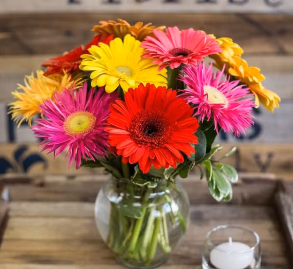 Hoa đồng tiền – loài hoa nổi bật với sắc màu rực rỡ. Từng bông hoa to tròn giống như những đồng tiền xu ngày xưa. Cây có thể cho hoa quanh năm, vì thế mỗi dịp Tết đến Xuân về, rất nhiều gia đình lựa chọn loài hoa này là hoa để trưng tết.