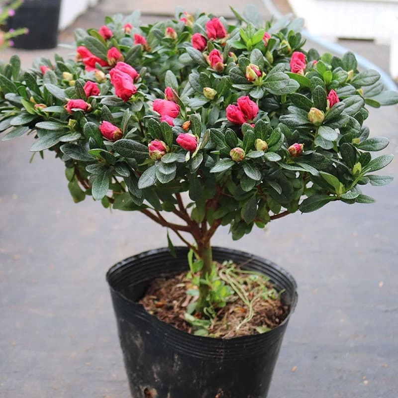  Cây hoa đỗ quyên với màu sắc hoa đỗ quyên đa dạng và rực rỡ là lựa chọn tuyệt vời để trồng trong nhà dịp Tết. Ảnh minh họa