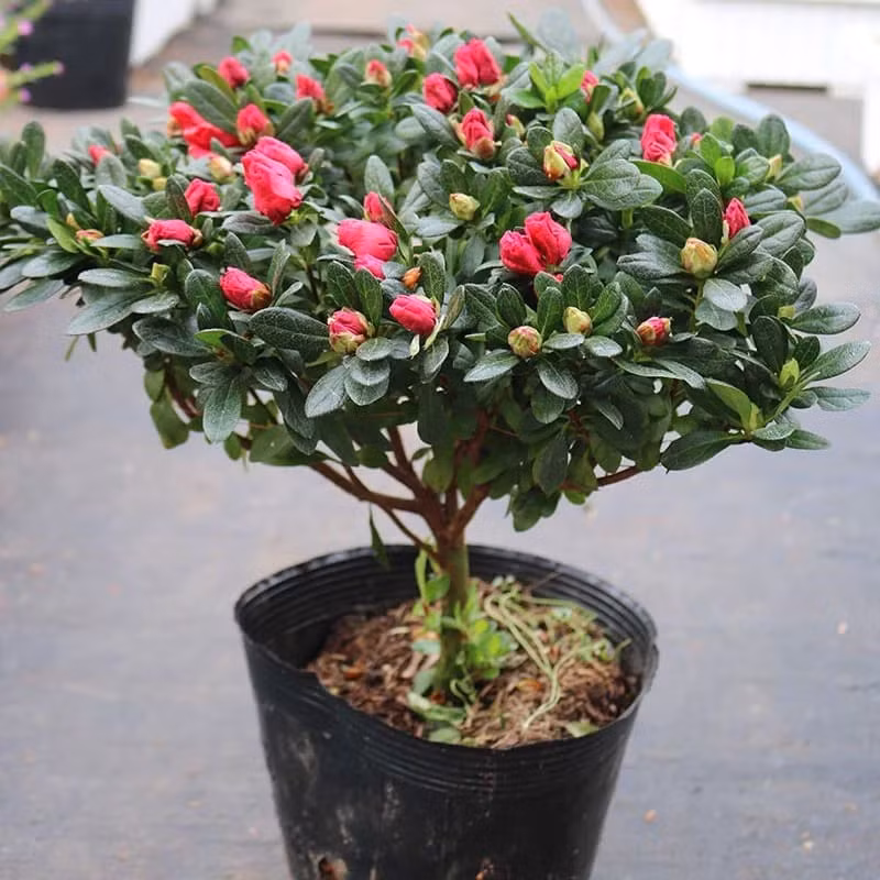  Cây hoa đỗ quyên với màu sắc hoa đỗ quyên đa dạng và rực rỡ là lựa chọn tuyệt vời để trồng trong nhà dịp Tết. Ảnh minh họa