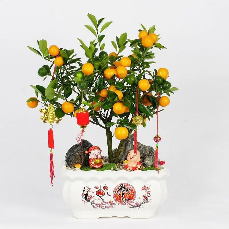  Cây quất: Quất giàu chất vitamin C, các loại đường, dầu bay hơi... Lượng vitamin C dồi dào có đặc tính chống oxy hóa giúp nâng cao sức đề kháng, cải thiện hệ miễn dịch, bảo vệ tế bào khỏi vi khuẩn và vi rút có hại, cơ thể phục hồi nhanh hơn sau cảm lạnh thông thường thường gặp trong dịp Tết khi thời điểm giao mùa đông – xuân. Ảnh minh họa