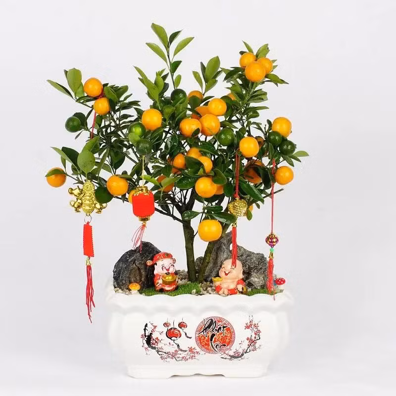  Cây quất: Quất giàu chất vitamin C, các loại đường, dầu bay hơi... Lượng vitamin C dồi dào có đặc tính chống oxy hóa giúp nâng cao sức đề kháng, cải thiện hệ miễn dịch, bảo vệ tế bào khỏi vi khuẩn và vi rút có hại, cơ thể phục hồi nhanh hơn sau cảm lạnh thông thường thường gặp trong dịp Tết khi thời điểm giao mùa đông – xuân. Ảnh minh họa