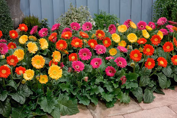 Từ xa xưa, hoa đồng tiền đã mang ý nghĩa tài lộc và may mắn. Trồng hoa đồng tiền giúp gia chủ làm ăn phát đạt, gặp nhiều thành công, giúp hoá giải điềm xấu và mang lại vận may cho gia chủ. Bên cạnh đó, hoa đồng tiền còn giúp thanh lọc không khí, có thể loại bỏ trichloroethylene và benzen trong nhiều loại vật liệu gia dụng từ sơn đến sợi tổng hợp.