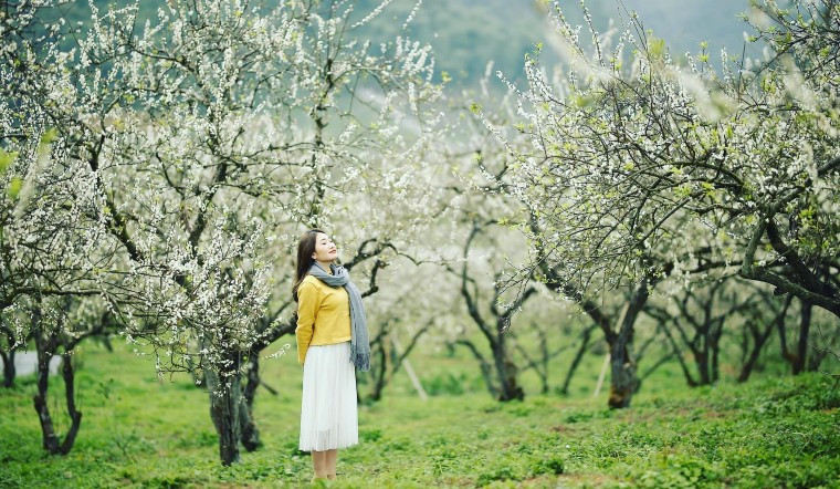 Không chỉ được ngắm nhìn cảnh hoa khoe sắc, Mộc Châu còn có rất nhiều địa điểm du lịch hấp dẫn khác như đồi chè trái tim, thác Dải Yếm xinh đẹp hay rừng thông Bản Áng đầy thơ mộng. 