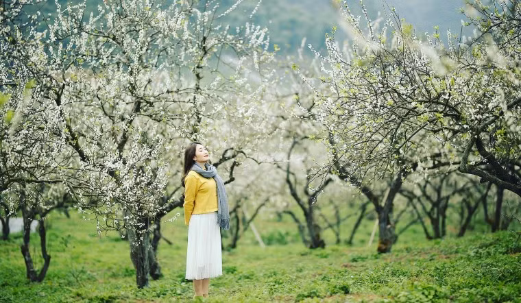 Không chỉ được ngắm nhìn cảnh hoa khoe sắc, Mộc Châu còn có rất nhiều địa điểm du lịch hấp dẫn khác như đồi chè trái tim, thác Dải Yếm xinh đẹp hay rừng thông Bản Áng đầy thơ mộng. 