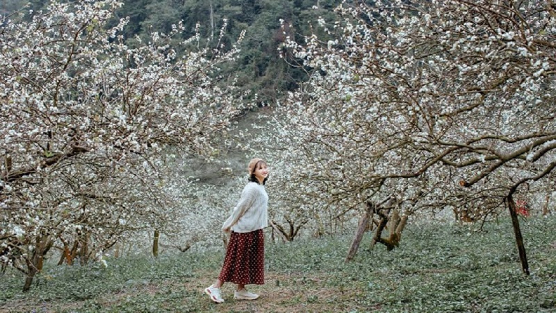  Mộc Châu: Vào thời điểm Tết đến xuân về, Mộc Châu lại được khoác lên mình một bức tranh thiên nhiên tươi đẹp với những thung lũng tràn ngập hoa mận trắng và hoa cải vàng nở rực rỡ. Đến với Mộc Châu, sẽ được tận hưởng bầu không khí trong lành, khoáng đạt và nét ngọt ngào, lãng mạn bởi những cánh đồng hoa mận trắng tinh khôi ẩn hiện trong sương mai. Ảnh minh họa