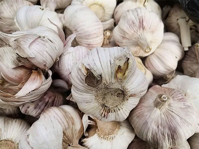  Tỏi bị mềm có thể đã bị mốc hoặc hỏng: Tỏi tươi thường chắc tay, không bị mềm. Khi tỏi trở nên mềm, có thể bên trong đã bị mốc và chứa nấm mốc. Nấm mốc có thể lan từ nhánh tỏi mềm sang các nhánh khác, làm hỏng cả củ tỏi. Ảnh Bepxua