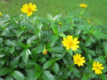 Các nhà khoa học xác định cây cúc dại chứa các hoạt chất như acid chicoric, acid caftaric, acid chlorogenic, echinacosid, các polysaccharid có tác dụng kích thích cơ thể tăng cường miễn dịch, giúp cho cơ thể chống lại các vi khuẩn, siêu vi khuẩn, nấm gây bệnh, chống các khối u.