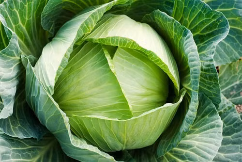 Nó có đặc tính kháng khuẩn mạnh, giúp tăng cường chức năng tiêu hóa, ngăn ngừa bệnh.