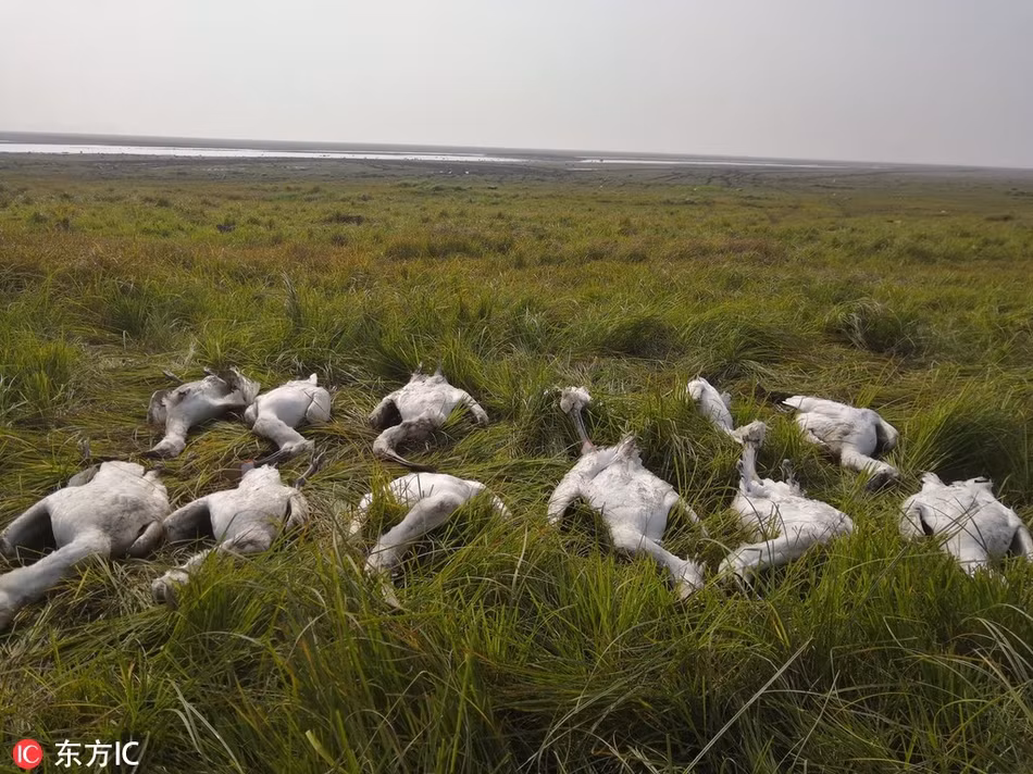 Ron nguoi diec trang, co quy hiem bi dau doc hang loat