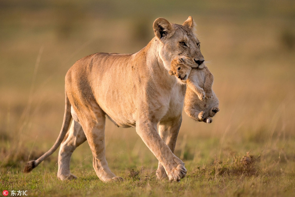 Anh nghi su tu cai “an thit” con va su that 