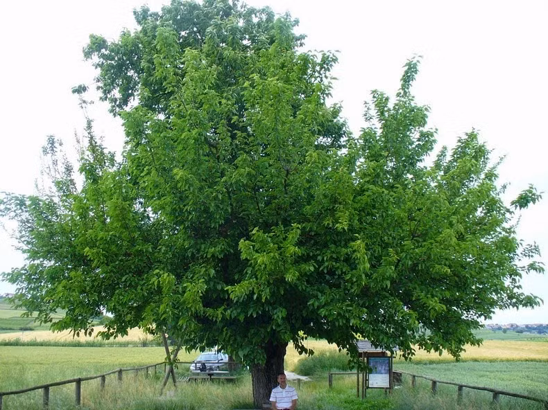 Bi an cay moc tren cay sieu ky quai, ai cung to mo-Hinh-2