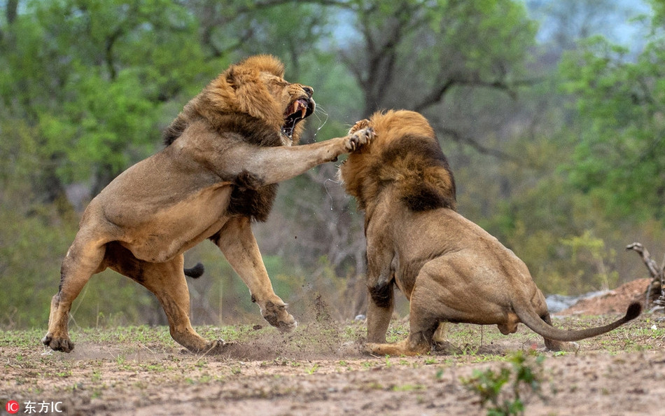 Trận chiến của hai con sư tử đực thực sự là trận chiến của những vị vua. Với chiếc bờm dựng đứng, chúng giương vuốt cố sức tát vào mặt đối thủ trong trận chiến căng thẳng.