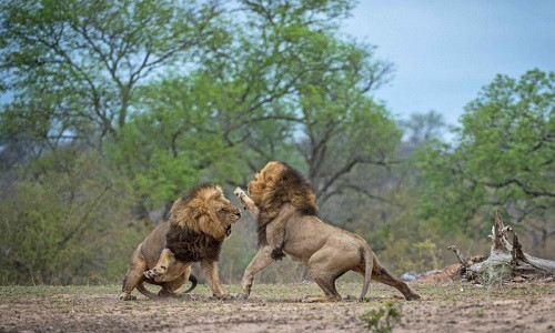 Đây cũng là trận chiến tranh giành quyền trở thành thủ lĩnh của đàn. Trận chiến kết thúc khi một con đực nằm rạp xuống đất, gần như quy phục con còn lại.