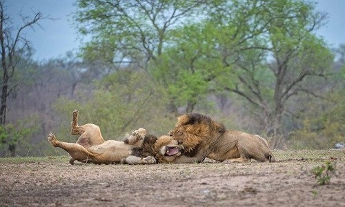 Cách đây không lâu, nhiếp ảnh gia Corlette Wessells ở Johannesburg, Nam Phi cũng ghi lại được cảnh tượng hai con sư tử đực kịch chiến trong khoảng rừng trống thuộc công viên quốc gia Kruger, Nam Phi.