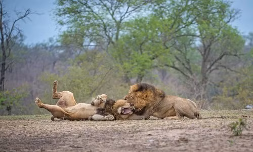 Cách đây không lâu, nhiếp ảnh gia Corlette Wessells ở Johannesburg, Nam Phi cũng ghi lại được cảnh tượng hai con sư tử đực kịch chiến trong khoảng rừng trống thuộc công viên quốc gia Kruger, Nam Phi.