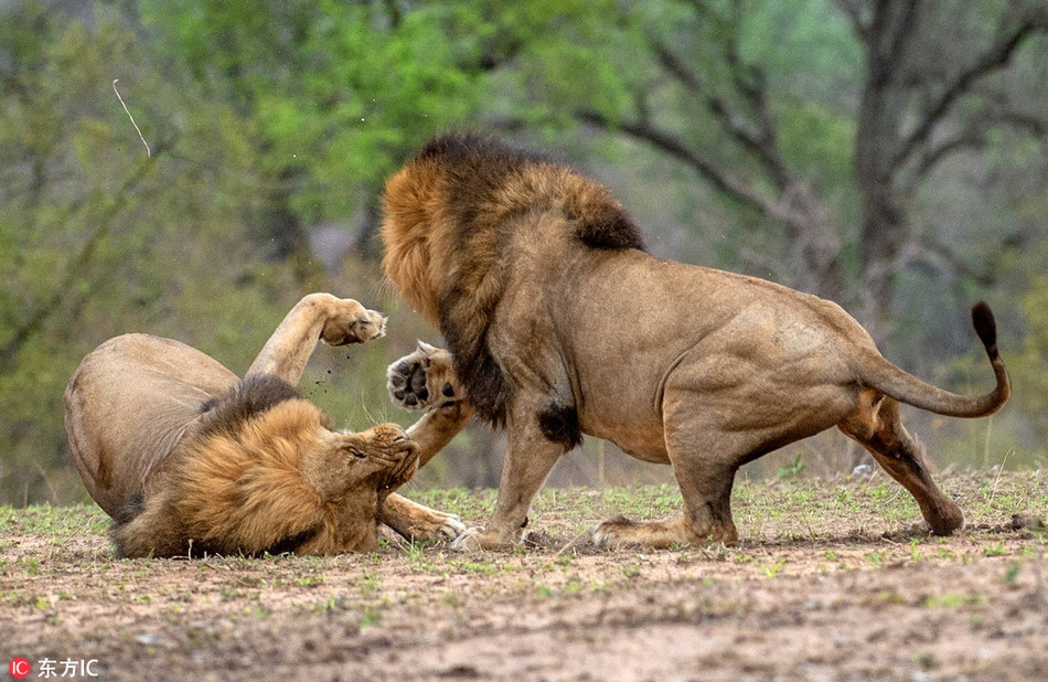 Trận chiến kết thúc và con sư tử chiến thắng ngạo nghễ bước lên ngôi vị đế vương của mình.