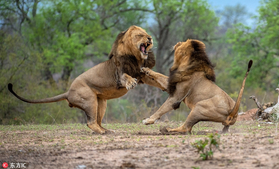 Cuối cùng, một con sư tử gặp sai lầm và lãnh trọn đòn hiểm từ đối thủ. Nó đuối sức từ từ và quyết định đầu hàng trước khi có thêm thương tích không thể phục hồi.