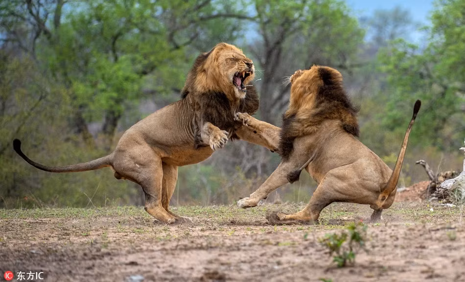 Cuối cùng, một con sư tử gặp sai lầm và lãnh trọn đòn hiểm từ đối thủ. Nó đuối sức từ từ và quyết định đầu hàng trước khi có thêm thương tích không thể phục hồi.