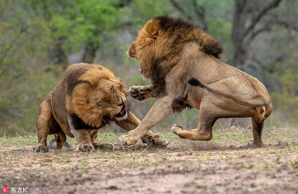 Theo nhiếp ảnh gia, hai con sư tử đực này chiến đấu để tranh giành ngôi vị thống trị bầy đàn. Nói một cách khác, đây chính là cuộc chiến vương quyền, cuộc chiến sẽ quyết định ai sẽ là người chính thức được làm vua sư tử.