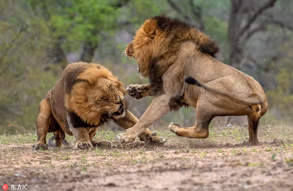 Theo nhiếp ảnh gia, hai con sư tử đực này chiến đấu để tranh giành ngôi vị thống trị bầy đàn. Nói một cách khác, đây chính là cuộc chiến vương quyền, cuộc chiến sẽ quyết định ai sẽ là người chính thức được làm vua sư tử.