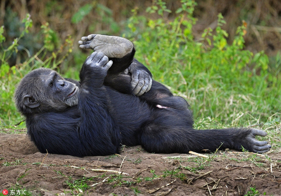 Tuy rằng không có được một thân hình cường tráng, lực lưỡng như những người anh em khỉ đột, con khỉ này cũng rất có tố chất lực sĩ khi luyện tập chăm chỉ, không ngừng nghỉ.