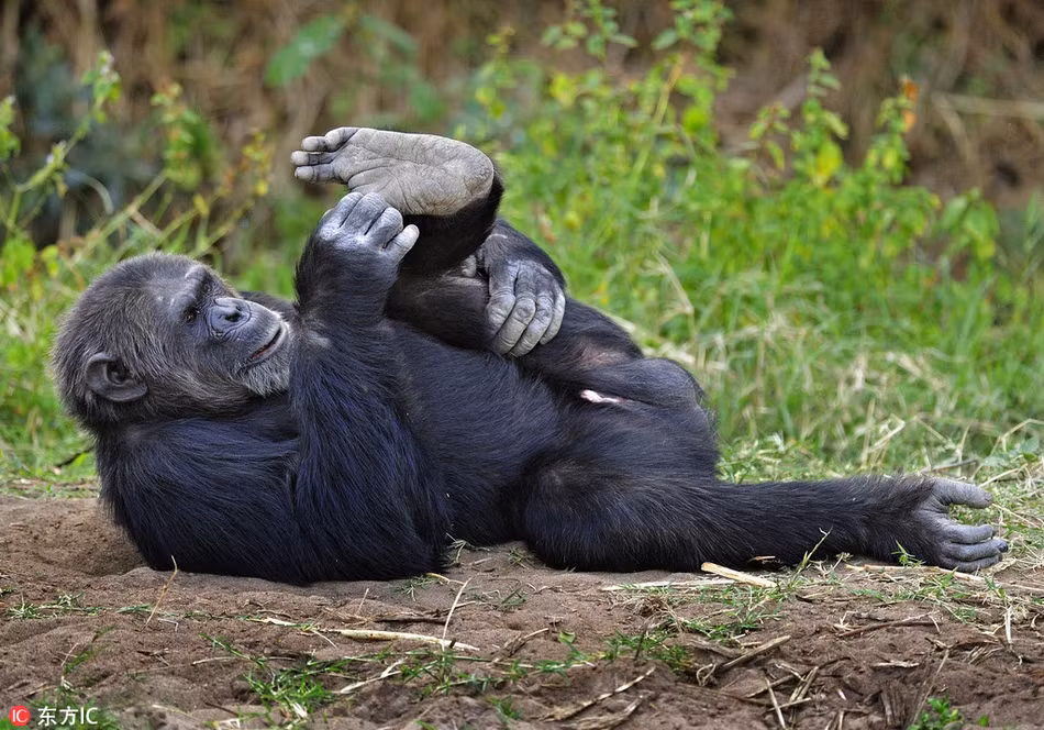 Tuy rằng không có được một thân hình cường tráng, lực lưỡng như những người anh em khỉ đột, con khỉ này cũng rất có tố chất lực sĩ khi luyện tập chăm chỉ, không ngừng nghỉ.