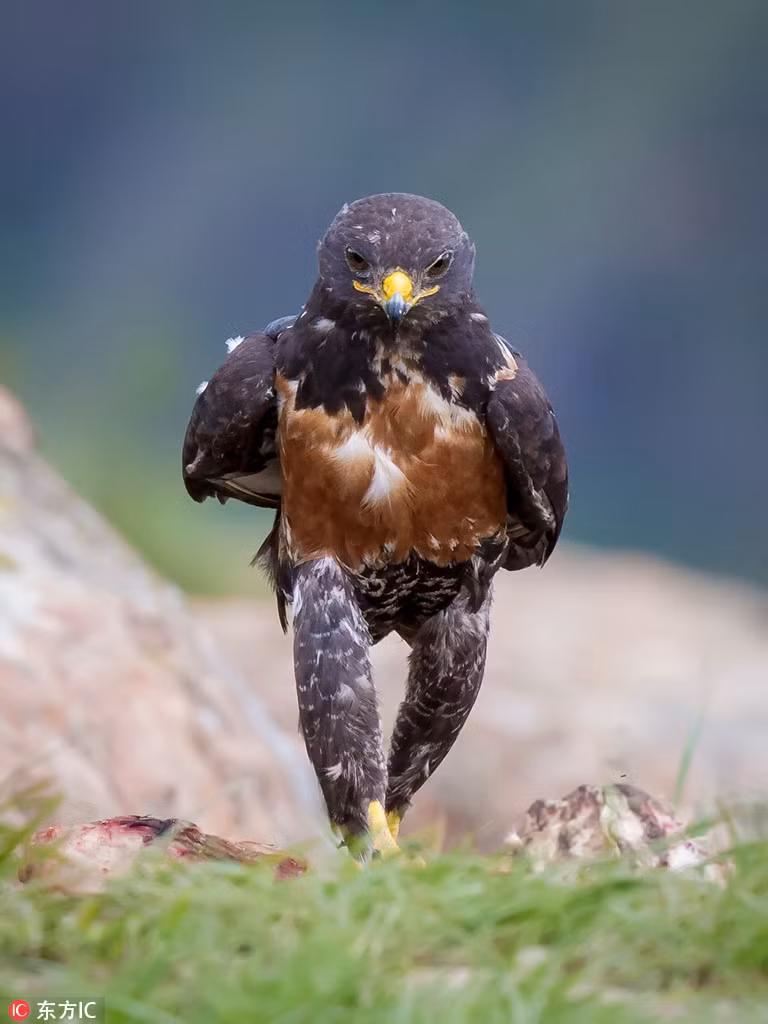 Dáng đi hùng dũng khoe cơ bắp của con chim họ ưng này khiến nhiều người liên tưởng đến giây phút các võ sĩ thượng đài thi đấu.