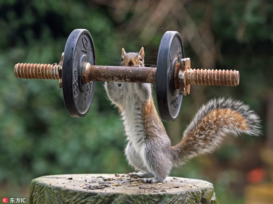 Mặc dù chỉ là một hình ảnh sắp đặt thế nhưng thân hình săn chắc và cử động của con sóc xám này thực sự khiến nhiều người cảm thấy, nó chẳng khác nào một động vật có sức mạnh lực sĩ thực thụ.