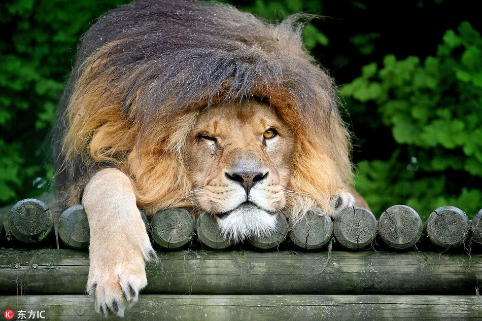 Trung thành với kiểu đầu lãng tử rừng xanh, con sư tử đực này có vẻ cực kỳ tự tin vào ngoại hình thu hút của mình.