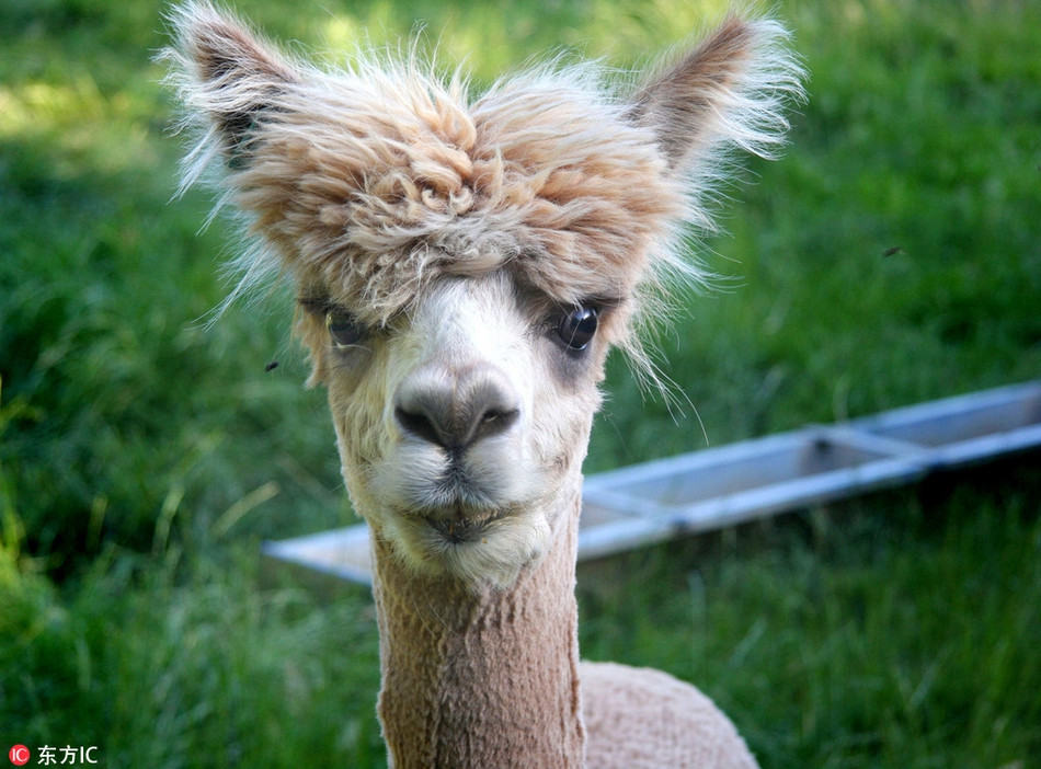 Kiểu đầu bổ luống chẳng khác nào quyển vở của chú lạc đà này biến chú ta thành một thanh niên "nghiêm túc" trong mắt người khác.