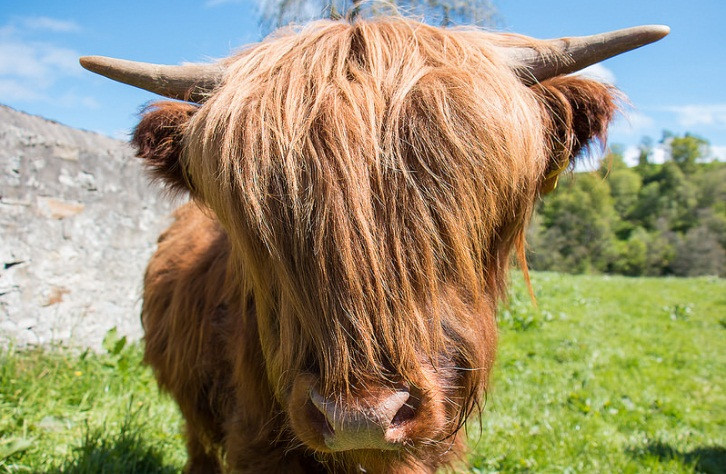 Dù qua rất nhiều năm, bò cao nguyên vẫn trung thành với kiểu tóc che mặt của thần tượng thế hệ 90. Tuy nhiên, đây cũng là một cách để chú ta trở nên nổi bật và gây ấn tượng với người khác.