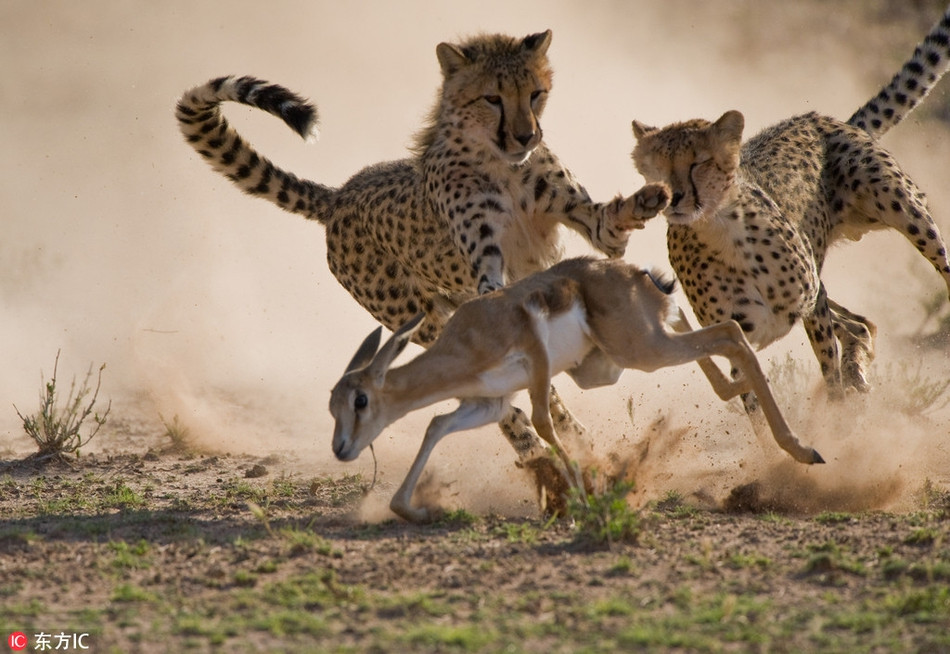 Chị em báo đốm hợp sức săn giết linh dương. Trong trường hợp này, có lẽ con linh dương tội nghiệp rất khó có đường sống.