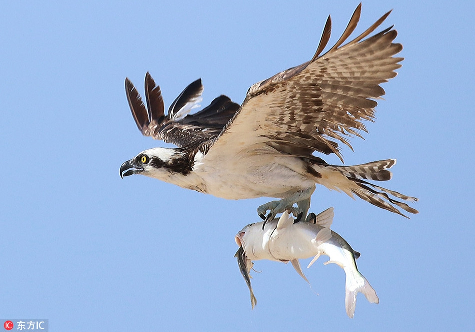 Khi đang cắn nuốt con cá bé hơn, chẳng ngờ, con cá mập mạp lại bị chim ưng nhắm trúng. Kết quả, từ chỗ là kẻ săn mồi, con cá lớn trở thành con mồi trong giây lát.