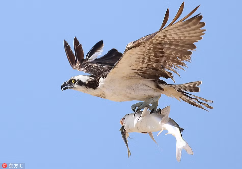 Khi đang cắn nuốt con cá bé hơn, chẳng ngờ, con cá mập mạp lại bị chim ưng nhắm trúng. Kết quả, từ chỗ là kẻ săn mồi, con cá lớn trở thành con mồi trong giây lát.