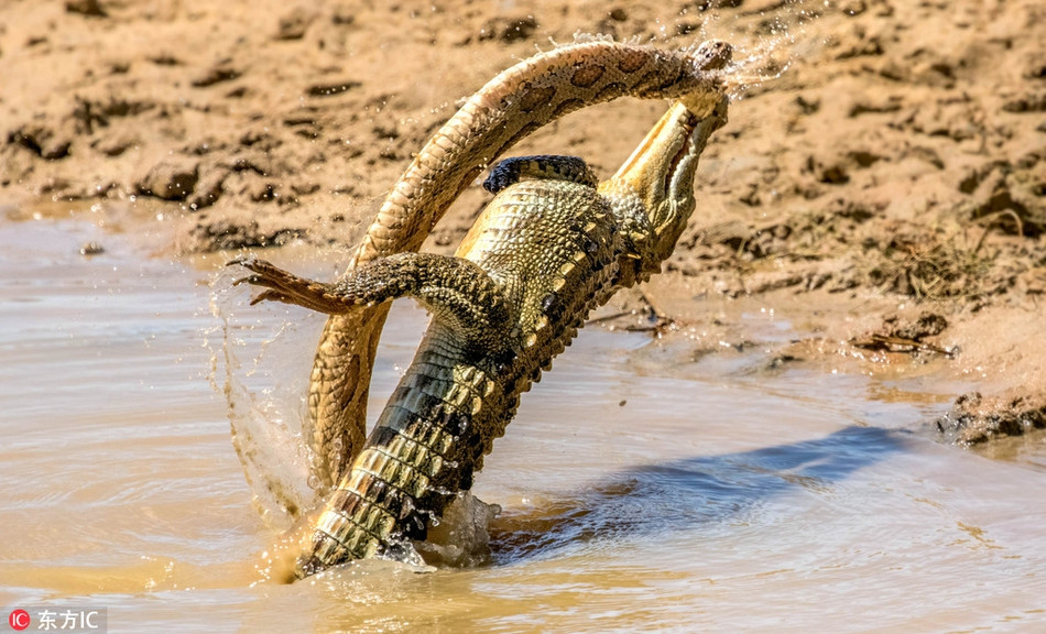 Cá sấu làm thịt trăn khổng lồ một cách dễ dàng, khiến danh tiếng hung thần của nó ngày một được củng cố.