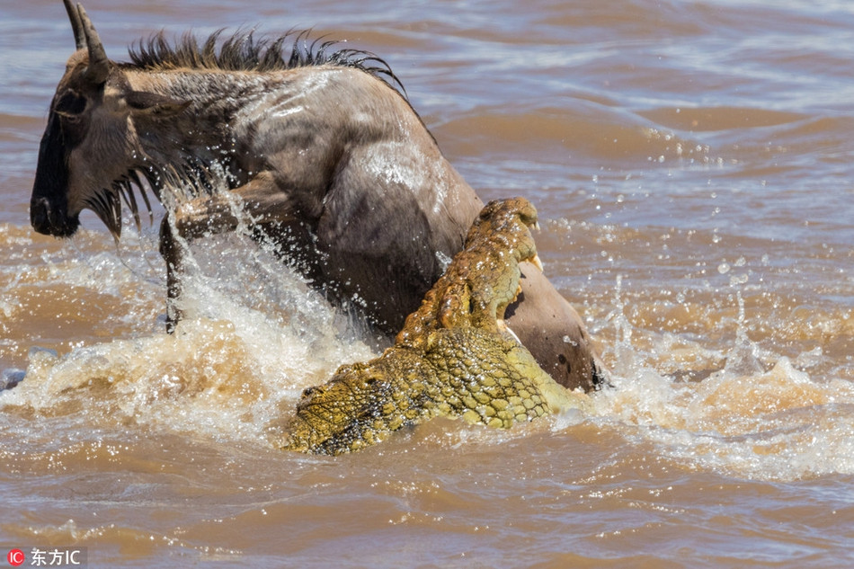 Trong khu bảo tồn quốc gia Masai Mara của Kenya, một nhiếp ảnh gia người Anh đã ghi lại được cảnh tượng rùng rợn khi cá sấu săn giết thành công một con linh dương đầu bò.