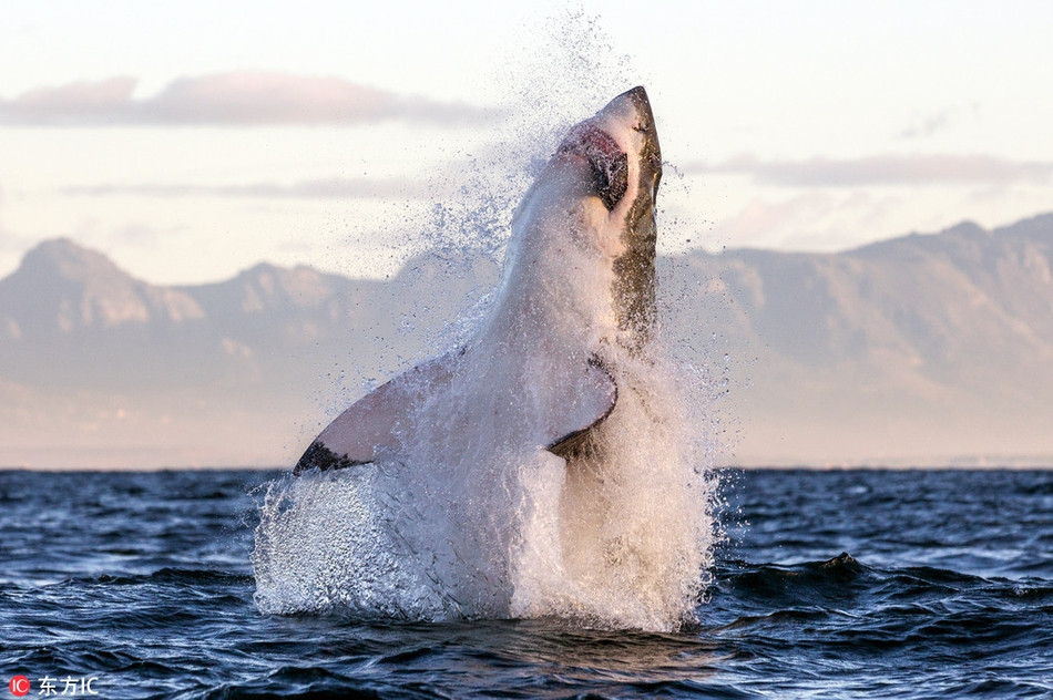 Cá mập trắng lớn tung mình lên không trung đớp trọn hải cẩu một cách dễ dàng, chứng minh cái danh hung thần đại dương của mình không chỉ là hữu danh vô thực.