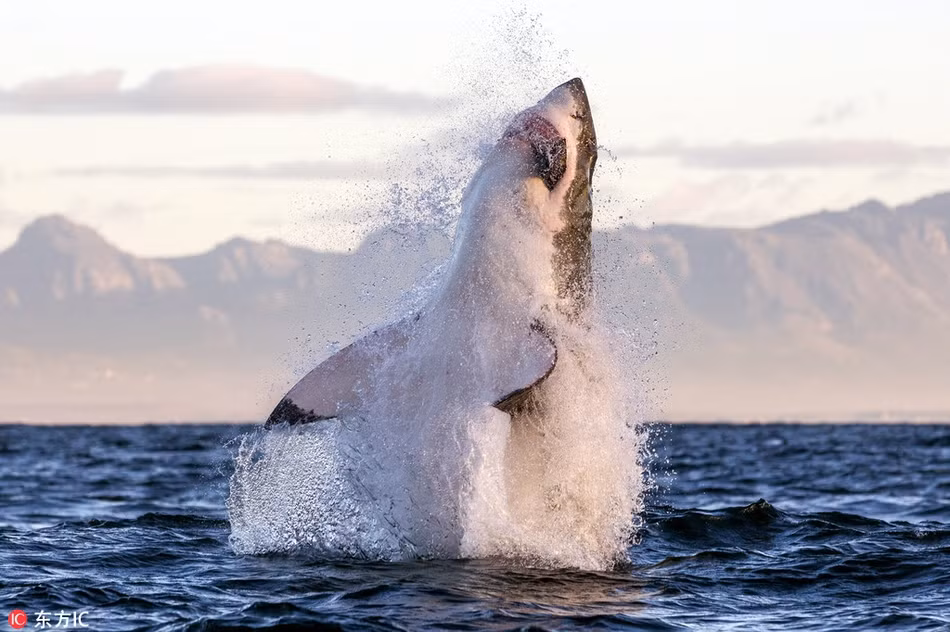 Cá mập trắng lớn tung mình lên không trung đớp trọn hải cẩu một cách dễ dàng, chứng minh cái danh hung thần đại dương của mình không chỉ là hữu danh vô thực.