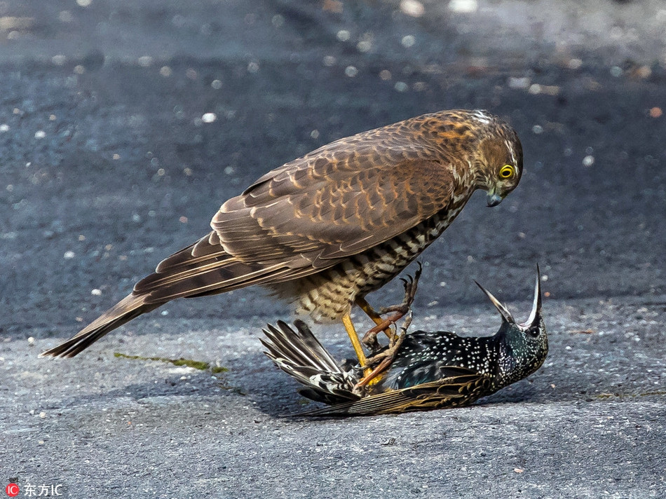 Khoảnh khắc một con chim cắt đang săn giết loài chim nhỏ hơn mình ngay trên đường phố khiến nhiều người không khỏi rợn tóc gáy.