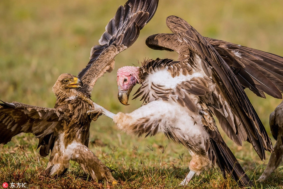 Đại bàng và kền kền chiến đấu dữ dội để tranh giành xác một con linh dương đầu bò tại khu bảo tồn quốc gia Masai Mara. Ảnh được chụp bởi nhiếp ảnh gia Prakash Singh.