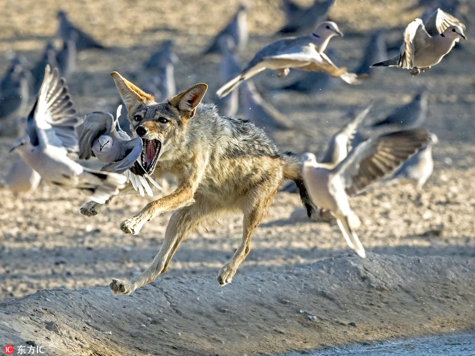 Chó rừng săn giết chim bồ câu vào sáng sớm. Khoảnh khắc tuyệt đẹp của động vật hoang dã được nhiếp ảnh gia Clint Ralph ghi lại được ở một hố nước tự nhiên thuộc Nam Phi.