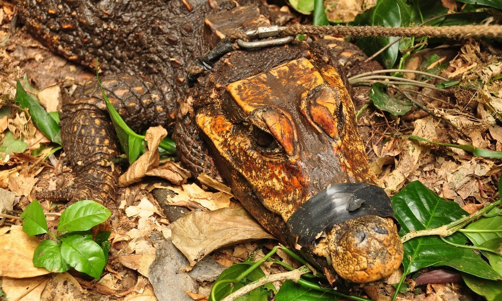 Bi an ca sau mau da cam, song trong hang, an thit doi-Hinh-2