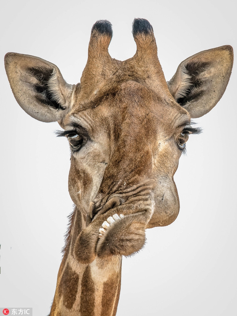 Xot xa huou cao co co khuon mat 